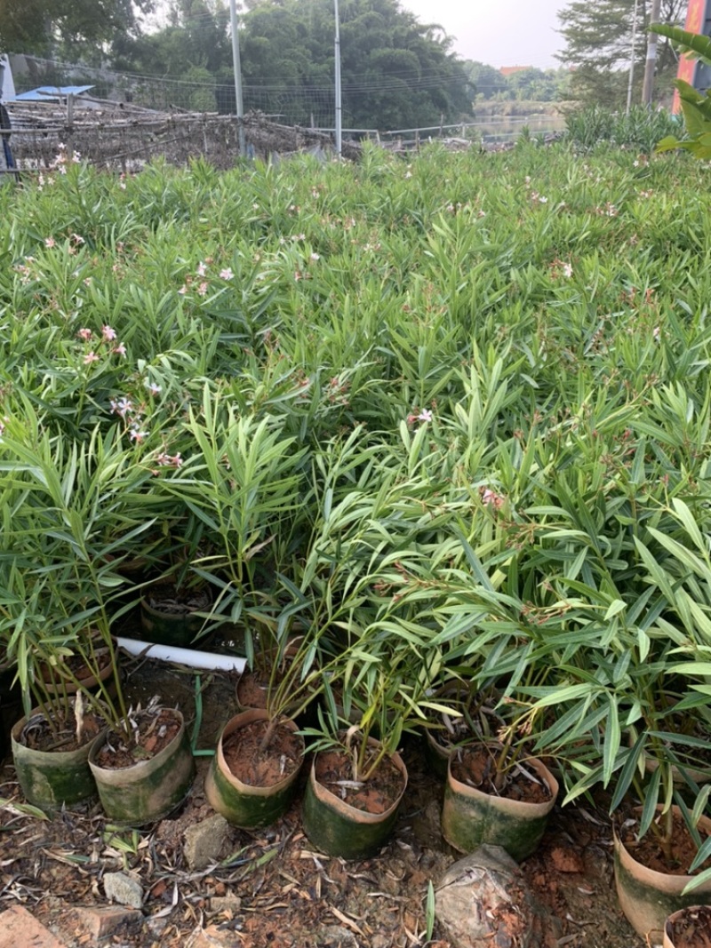 粉花夹竹桃夹竹桃