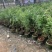 粉花夹竹桃夹竹桃