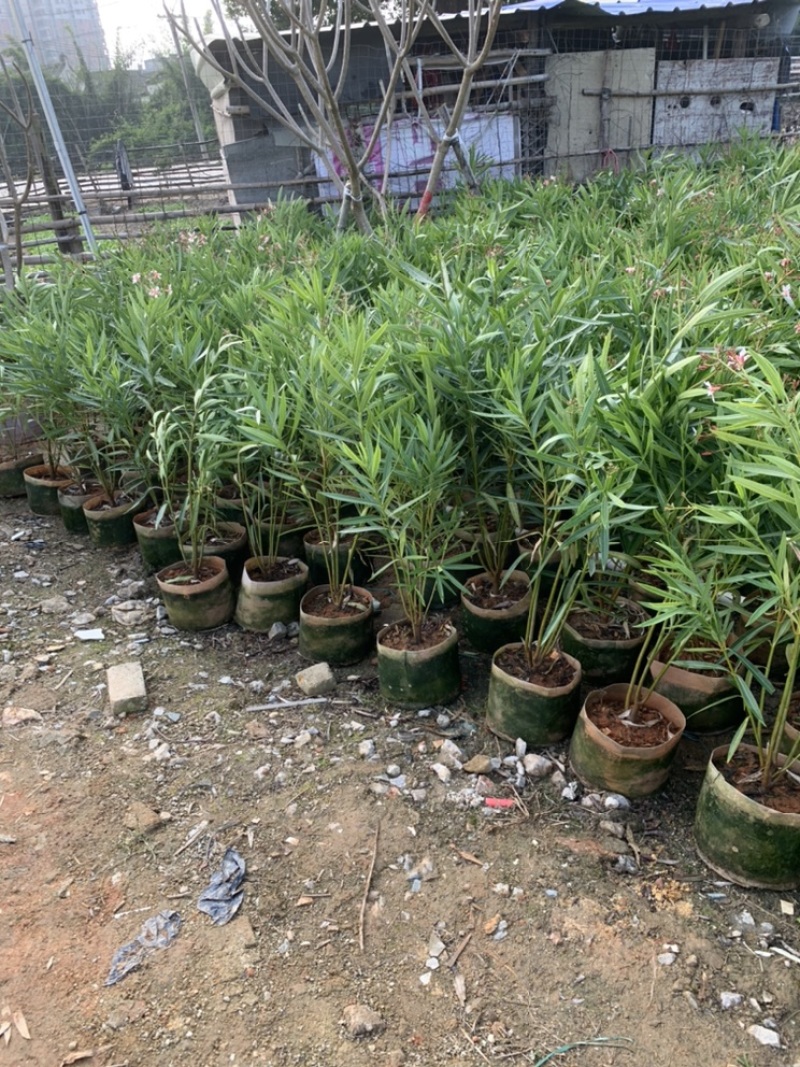 粉花夹竹桃夹竹桃