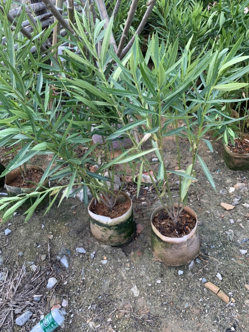 粉花夹竹桃夹竹桃