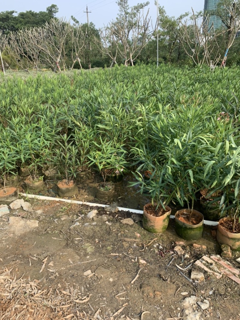 粉花夹竹桃夹竹桃