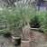 粉花夹竹桃夹竹桃
