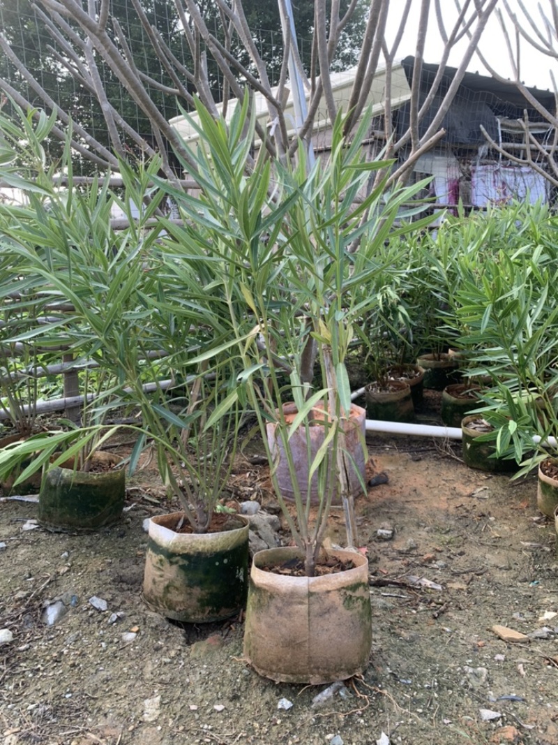 粉花夹竹桃夹竹桃