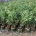 粉花夹竹桃夹竹桃