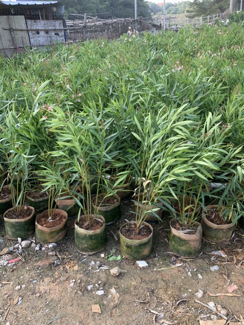 粉花夹竹桃夹竹桃