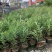 粉花夹竹桃夹竹桃