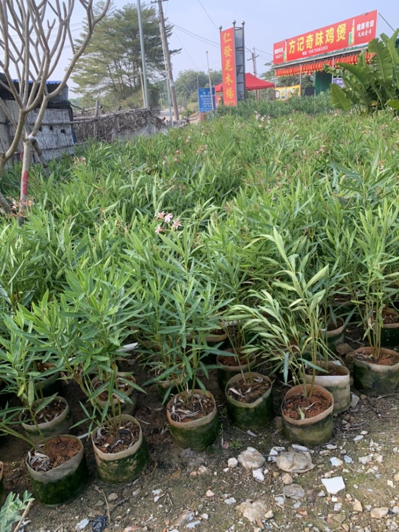 粉花夹竹桃夹竹桃