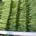 精品菜苔广东菜心基地直发品质货源价格美丽