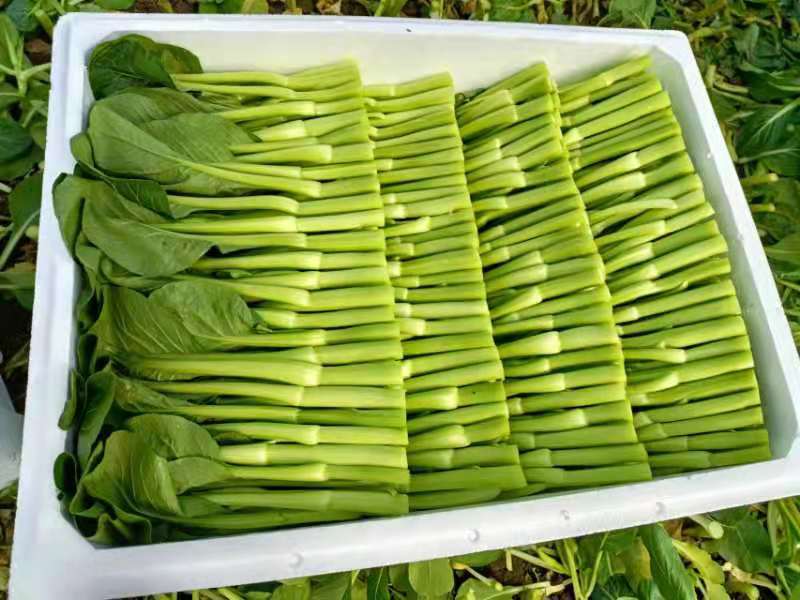 精品菜苔广东菜心基地直发品质货源价格美丽