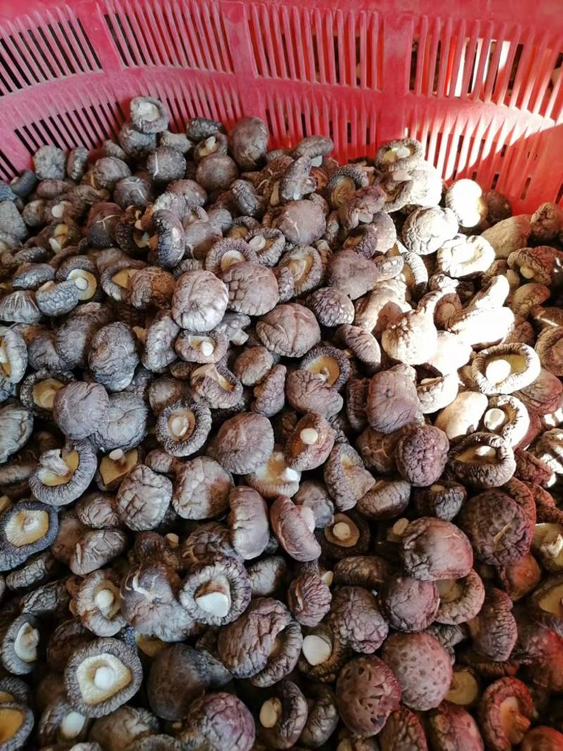 【包邮】湖北精品冬菇干香菇今年新货干度好产地批发