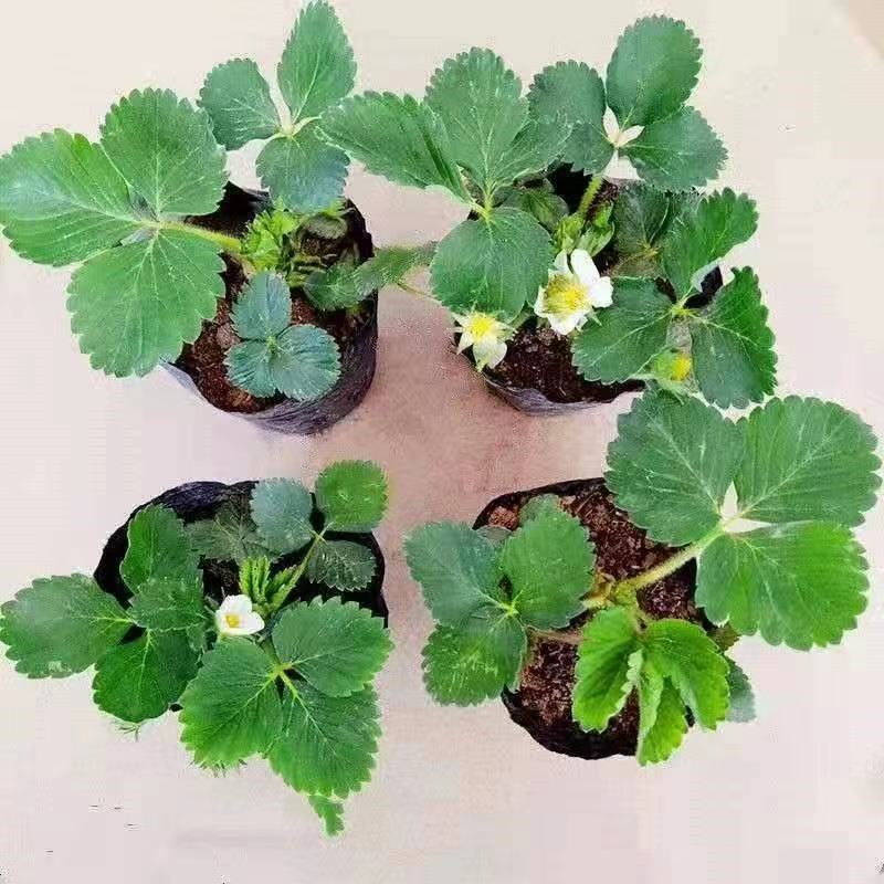 草莓苗盆栽，品种多样化，摆摊练摊，阳台种植都可以，包成活