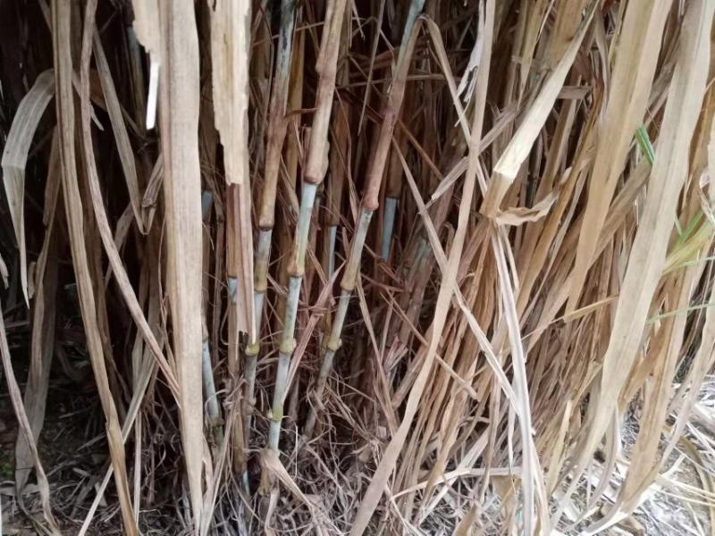 牧草皇竹草甜像草种节新型皇竹草每节0.32元产地直供品质
