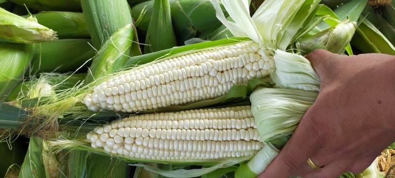 河北邯郸白糯玉米，万糯2000玉米大量上市可供电商
