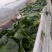 蔬菜基地大棚菠菜大叶菠菜