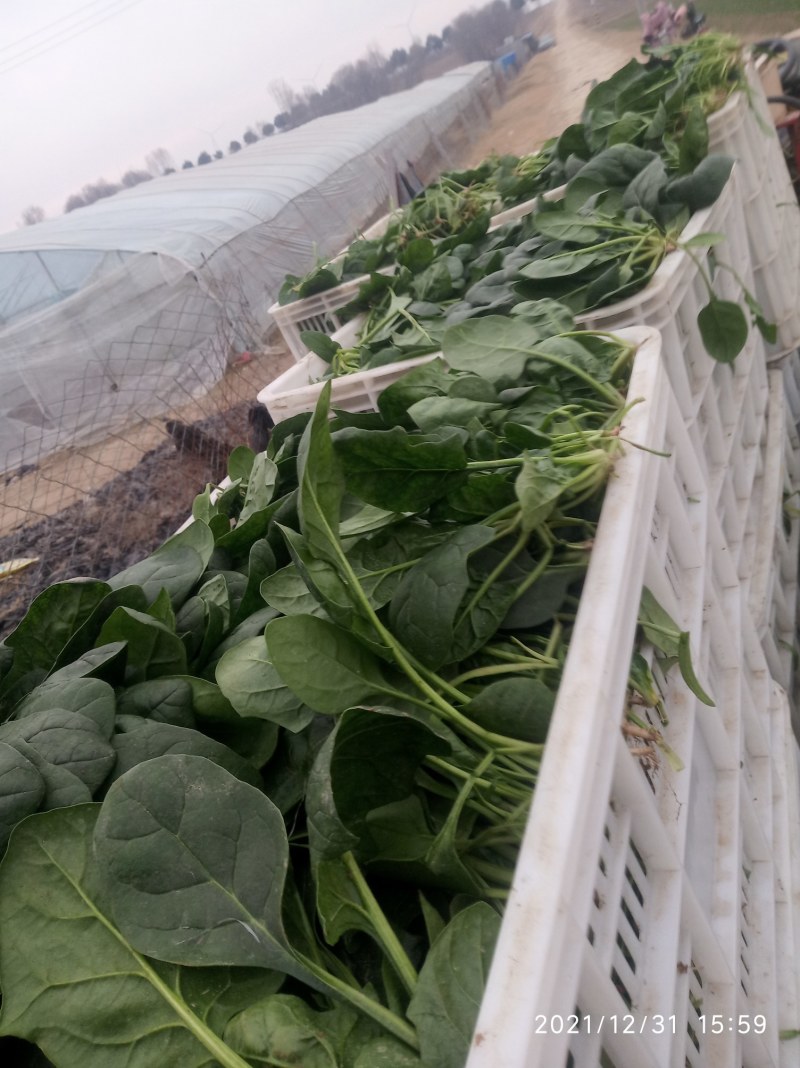 蔬菜基地大棚菠菜大叶菠菜