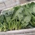 蔬菜基地大棚菠菜大叶菠菜