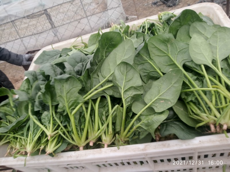蔬菜基地大棚菠菜大叶菠菜
