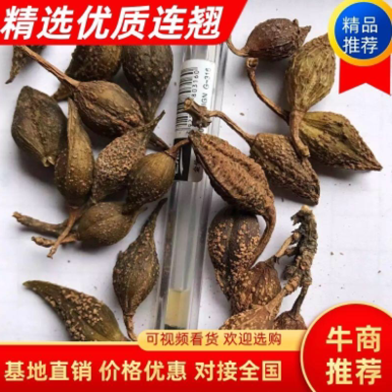 连翘汽蒸家种大个头精品挥发油2.2