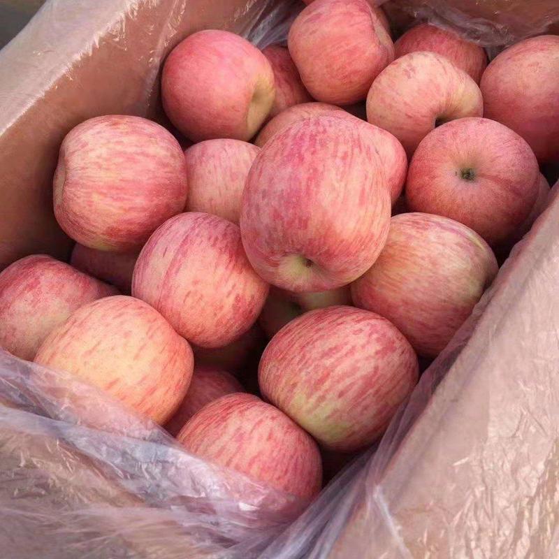 苹果山东红富士苹果商超电商供货货源充足质廉价优