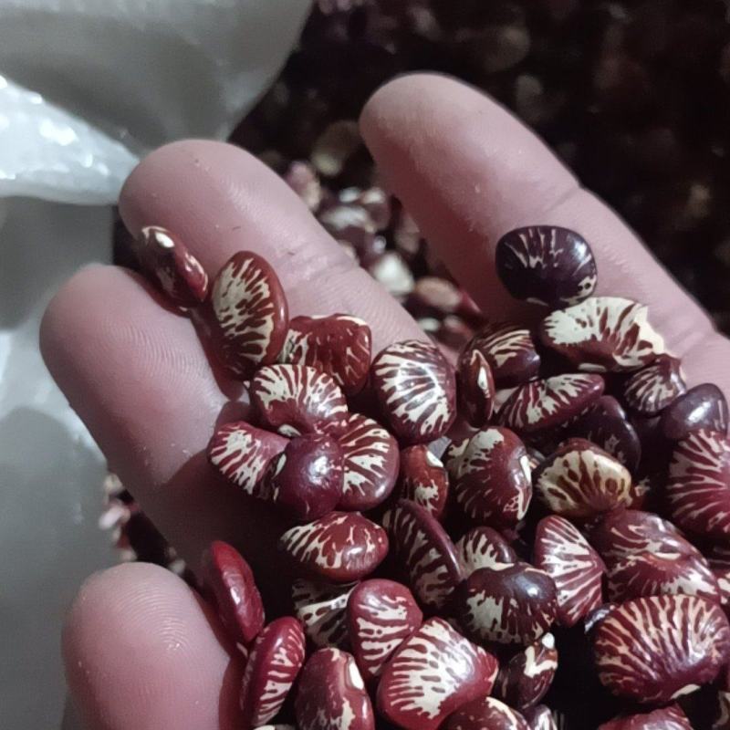 今年新斑马豆众人互助农村和社农户种植陆地自然成熟