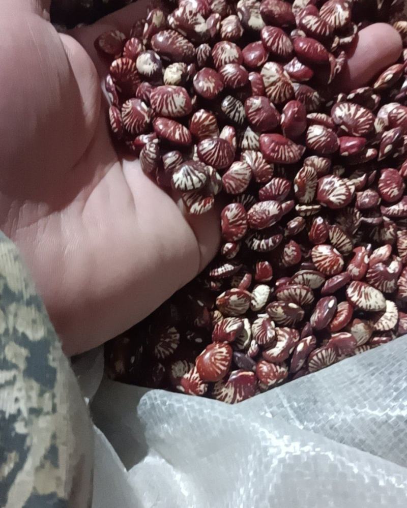 今年新斑马豆众人互助农村和社农户种植陆地自然成熟