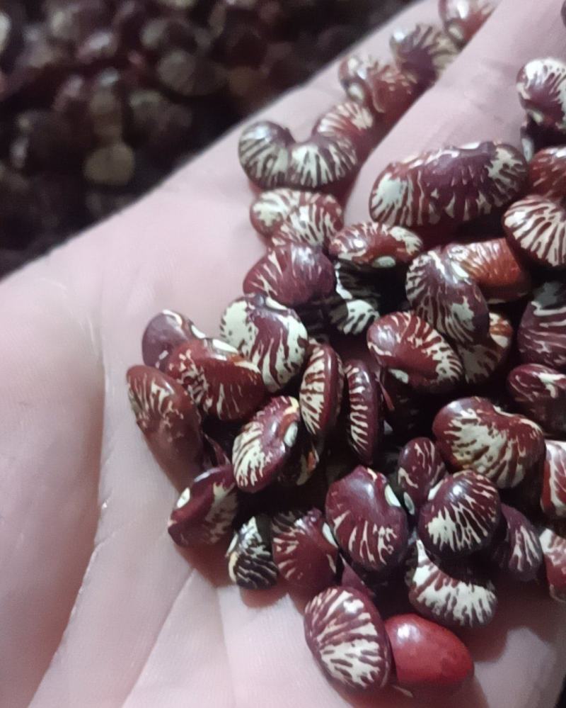 今年新斑马豆众人互助农村和社农户种植陆地自然成熟