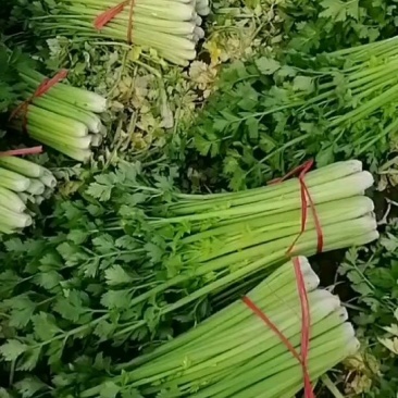 中牟县官渡镇，新鲜西芹大量上市中，，农户直供一手货源