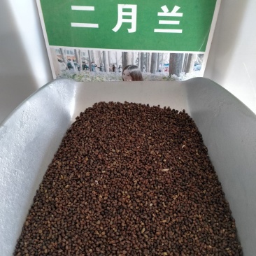二月兰种子春秋季节播种品种好欢迎选购