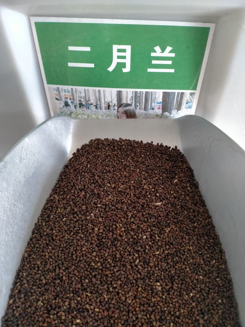 二月兰种子春秋季节播种品种好欢迎选购