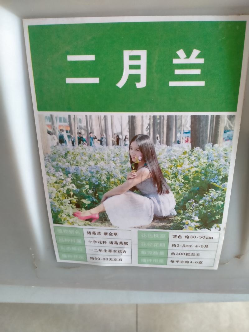 二月兰种子春秋季节播种品种好欢迎选购