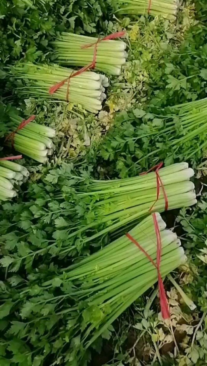 中牟县官渡镇，新鲜西芹大量上市中，，农户直供一手货源