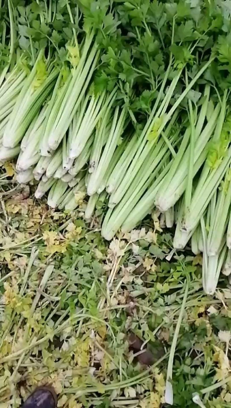 中牟县官渡镇，新鲜西芹大量上市中，，农户直供一手货源