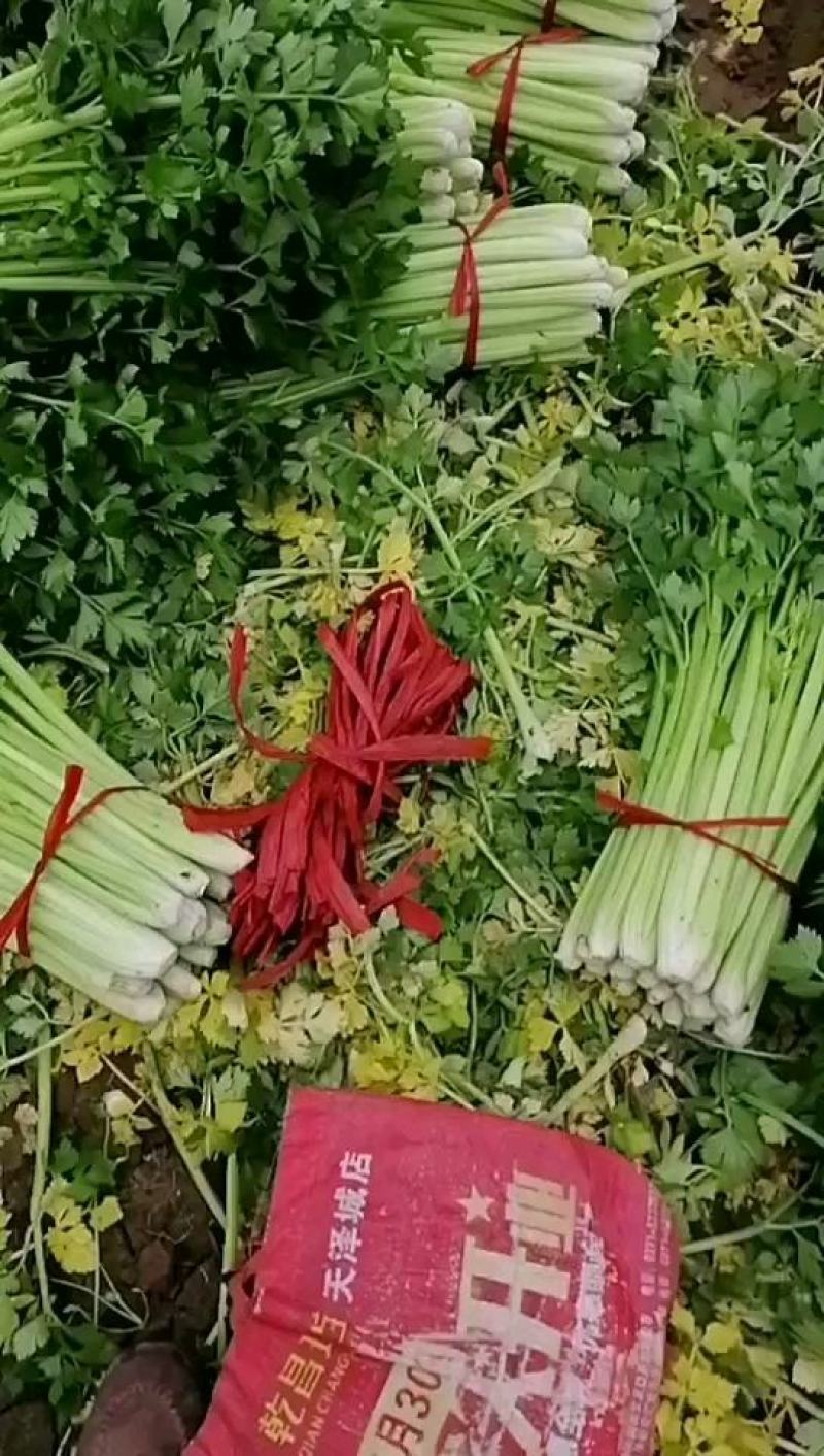 中牟县官渡镇，新鲜西芹大量上市中，，农户直供一手货源
