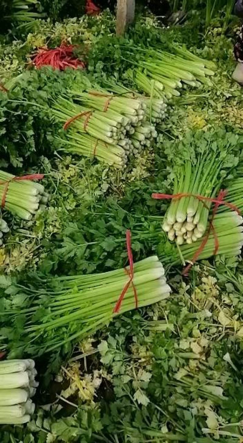 中牟县官渡镇，新鲜西芹大量上市中，，农户直供一手货源