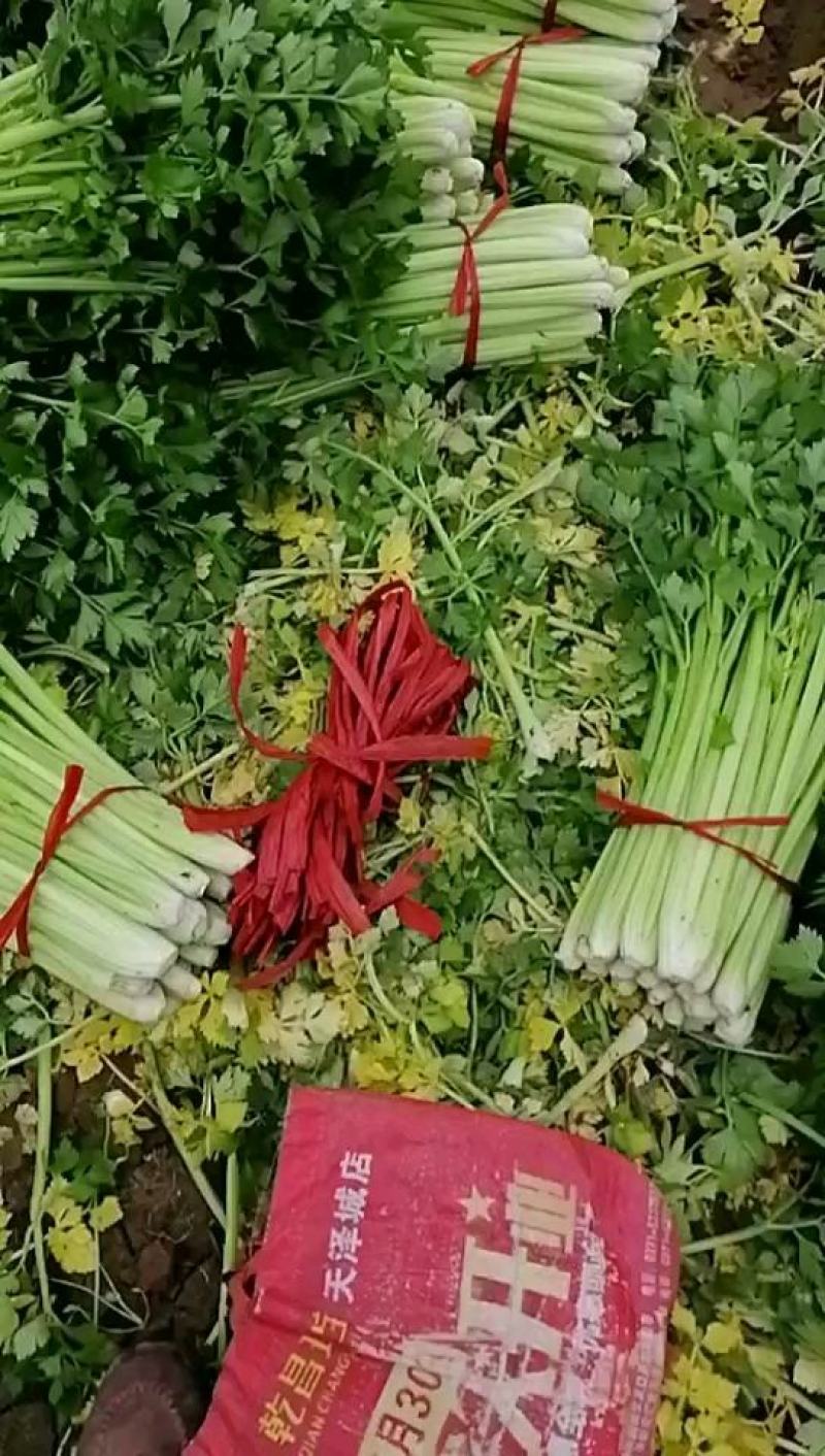 中牟县官渡镇，新鲜西芹大量上市中，，农户直供一手货源