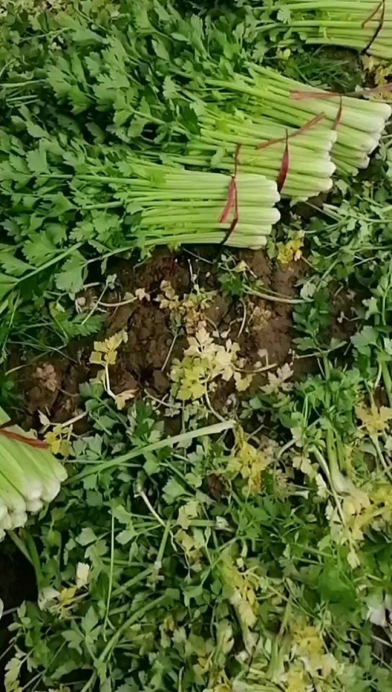 中牟县官渡镇，新鲜西芹大量上市中，，农户直供一手货源