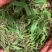 广西野生石橄榄，单叶小果，中果，大果石橄榄，果上叶