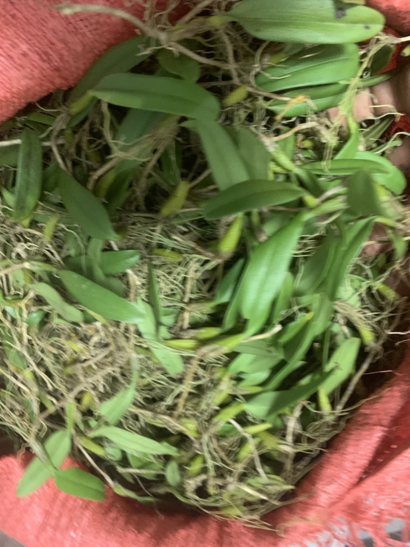 广西野生石橄榄，单叶小果，中果，大果石橄榄，果上叶