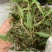 广西野生石橄榄，单叶小果，中果，大果石橄榄，果上叶