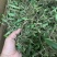广西野生石橄榄，单叶小果，中果，大果石橄榄，果上叶