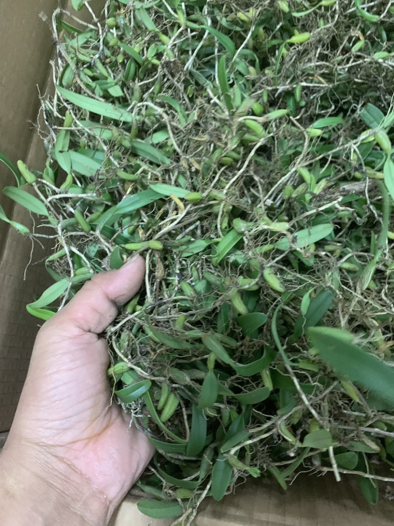 广西野生石橄榄，单叶小果，中果，大果石橄榄，果上叶