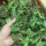 广西野生石橄榄，单叶小果，中果，大果石橄榄，果上叶