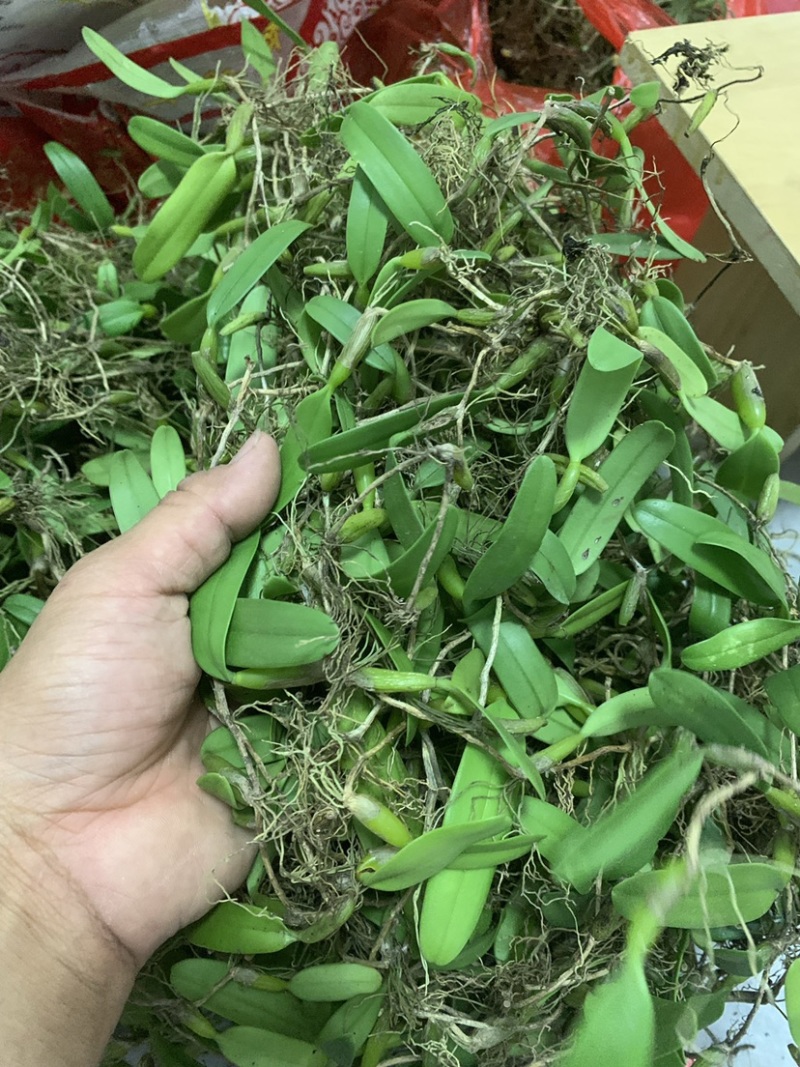 广西野生石橄榄，单叶小果，中果，大果石橄榄，果上叶