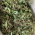 广西野生石橄榄，单叶小果，中果，大果石橄榄，果上叶