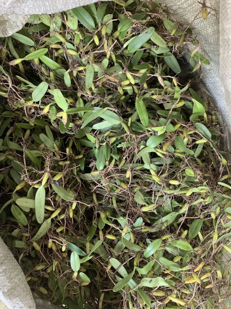 广西野生石橄榄，单叶小果，中果，大果石橄榄，果上叶