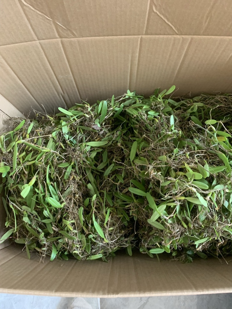 广西野生石橄榄，单叶小果，中果，大果石橄榄，果上叶