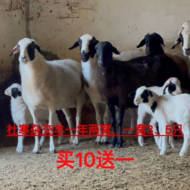 可分期付出售纯种杜波羊，黑头杜波绵羊怀孕母羊，包邮