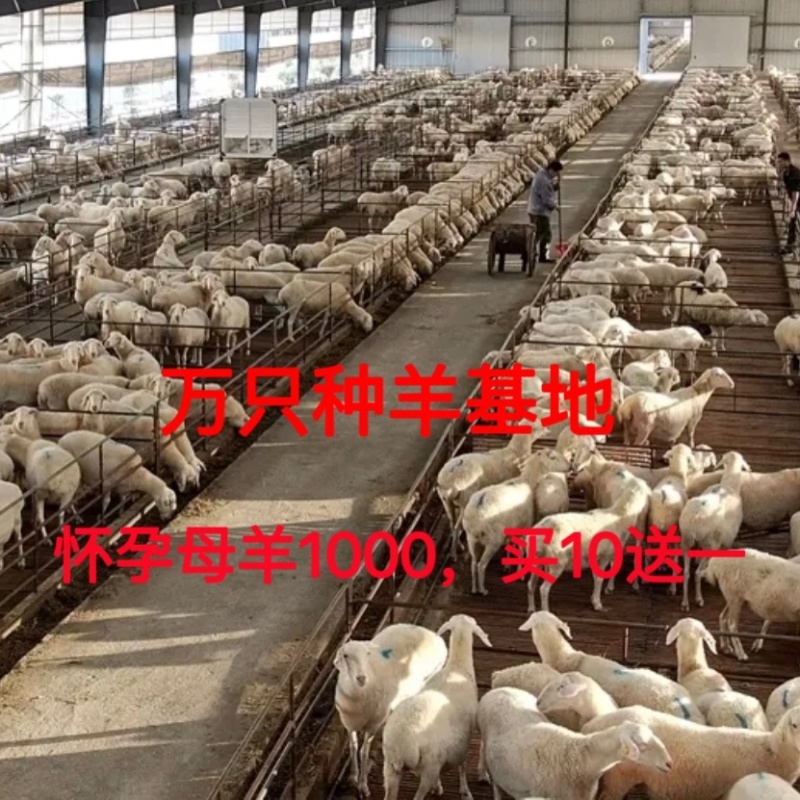 可分期付出售纯种杜波羊，黑头杜波绵羊怀孕母羊，包邮