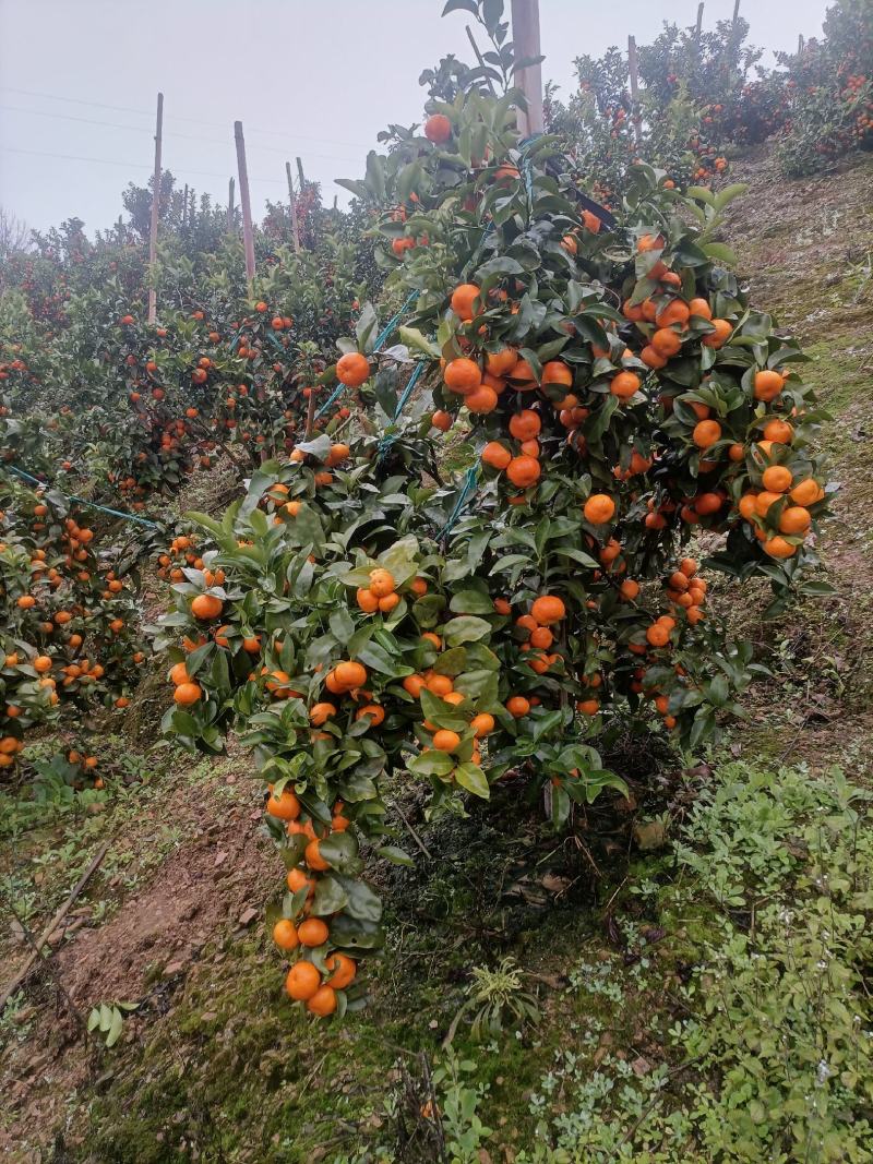 沙糖桔