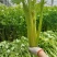 卖芹菜